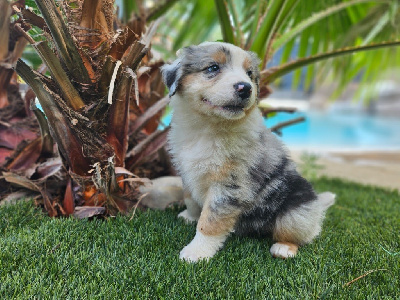 MR bleu merle 