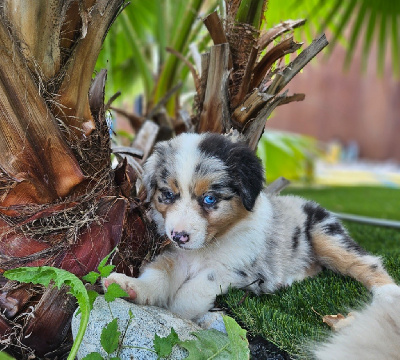 Miss bleu merle