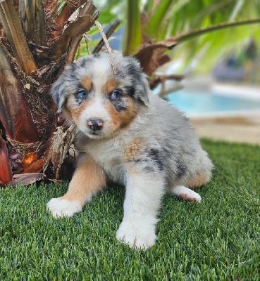 MR bleu merle