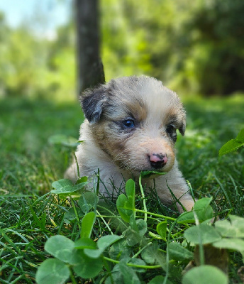 Miss bleu merle