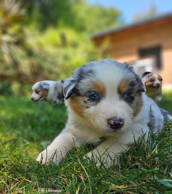 Mister bleu merle