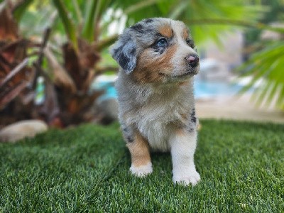 MR bleu merle