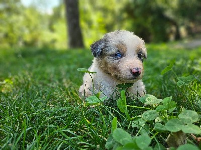 Miss bleu merle