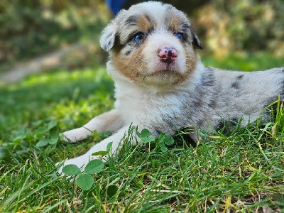 Miss bleu merle