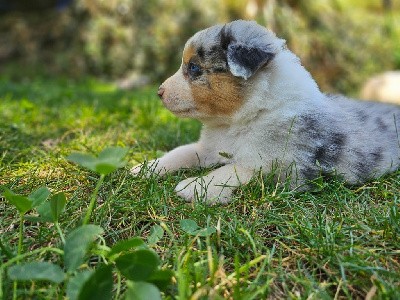 Mister bleu merle