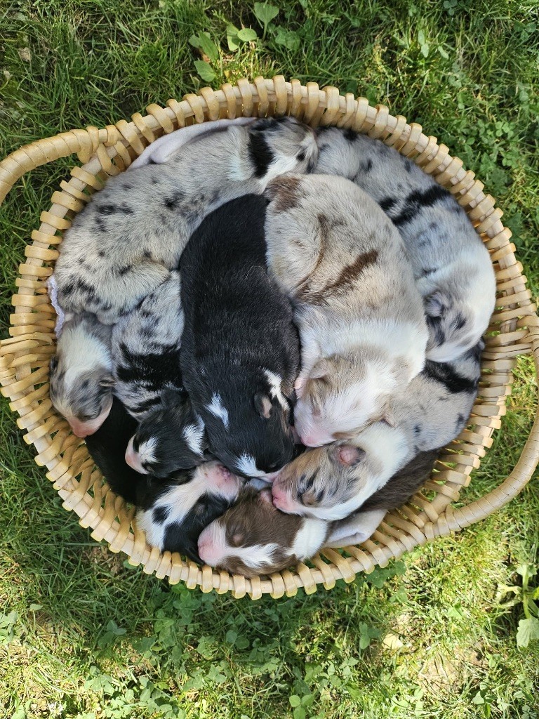 chiot Berger Australien De La Vallée De Quezacs