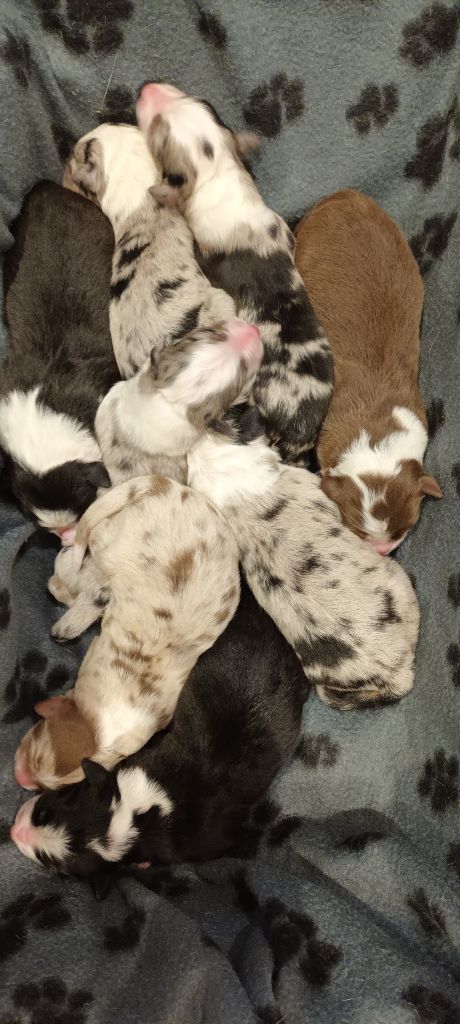 Les chiots de Saïna 2023