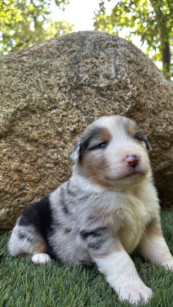 De La Vallée De Quezacs - Chiots disponibles - Berger Australien