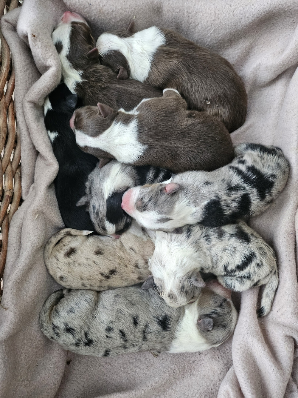 Chiot Berger Australien De La Vallée De Quezacs