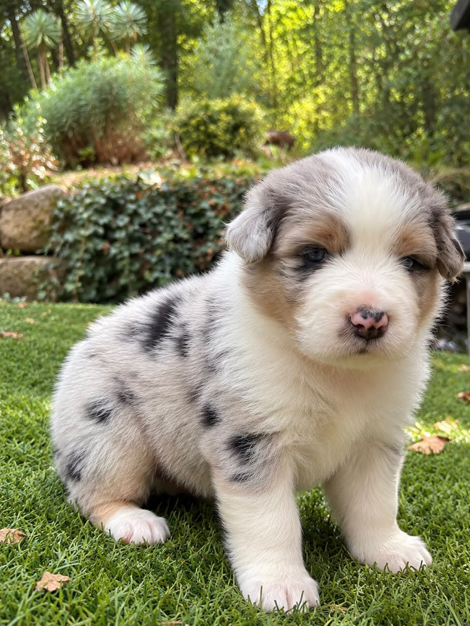 De La Vallée De Quezacs - Chiots disponibles - Berger Australien