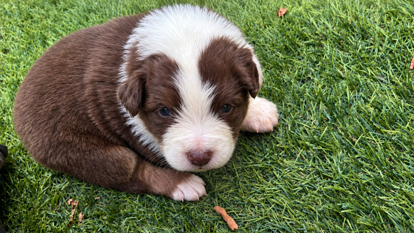 De La Vallée De Quezacs - Chiots disponibles - Berger Australien