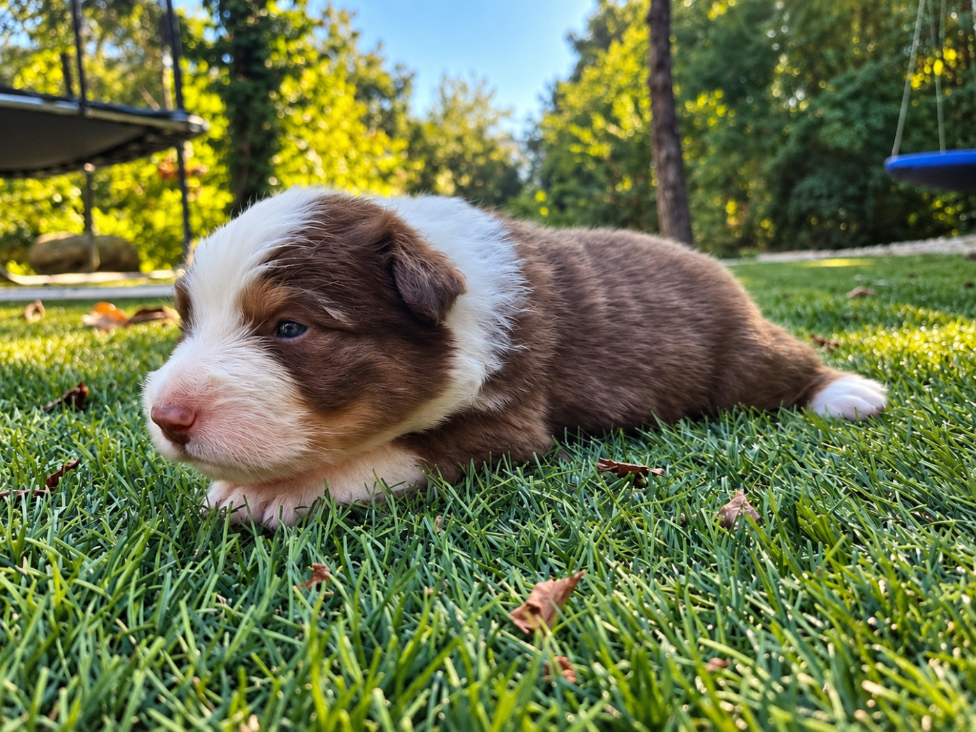 De La Vallée De Quezacs - Chiots disponibles - Berger Australien