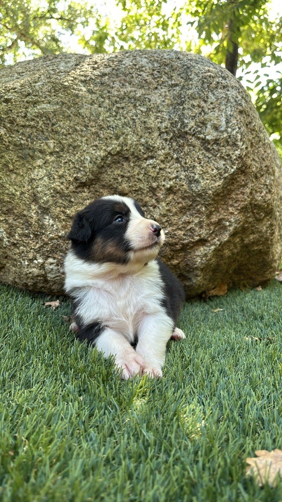 De La Vallée De Quezacs - Chiots disponibles - Berger Australien