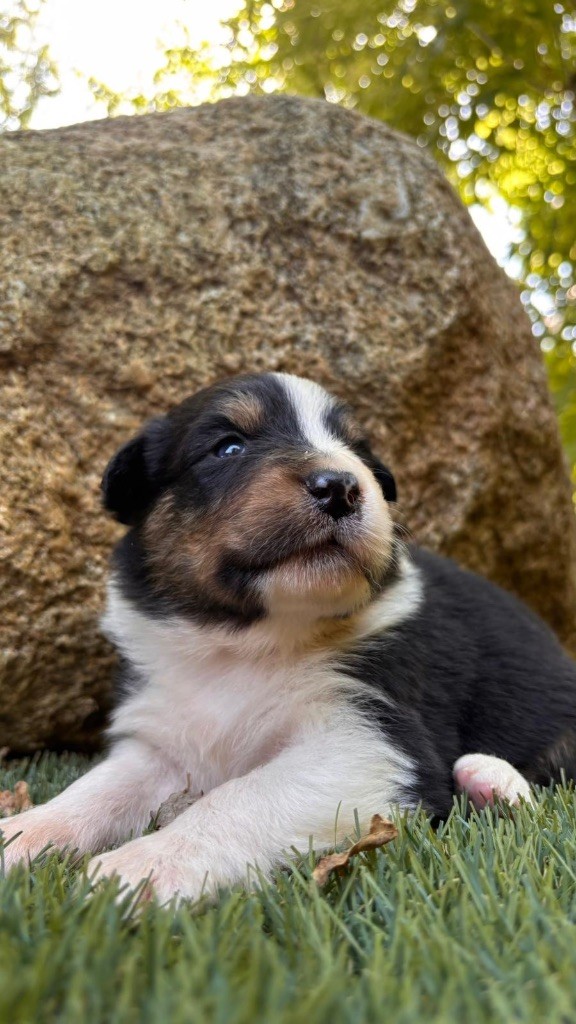 De La Vallée De Quezacs - Chiots disponibles - Berger Australien