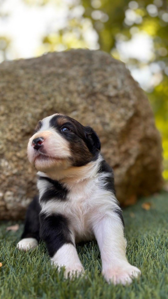 De La Vallée De Quezacs - Chiots disponibles - Berger Australien