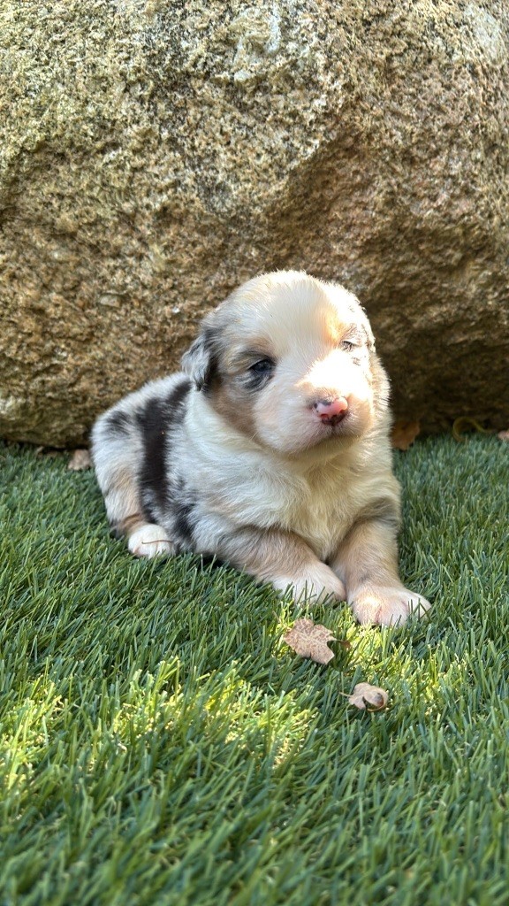 De La Vallée De Quezacs - Chiots disponibles - Berger Australien
