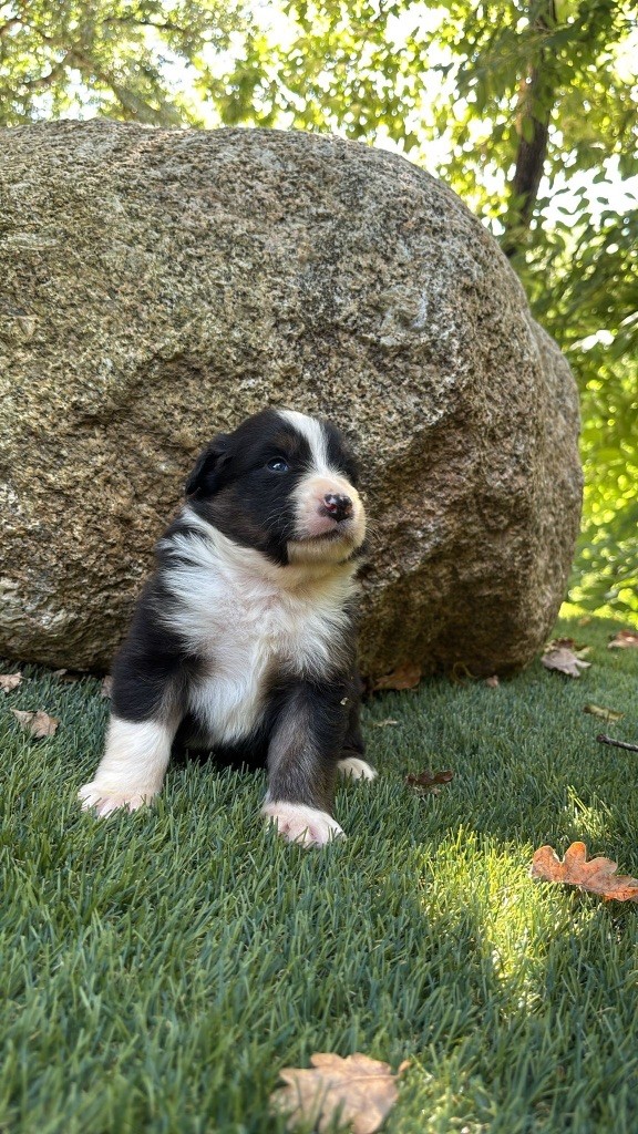 De La Vallée De Quezacs - Chiots disponibles - Berger Australien