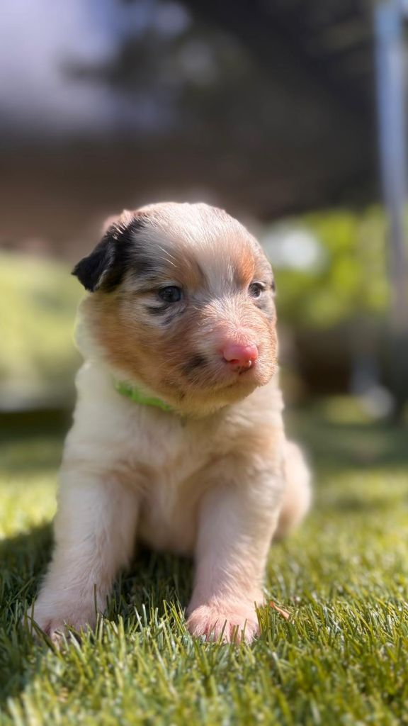 De La Vallée De Quezacs - Chiots disponibles - Berger Australien