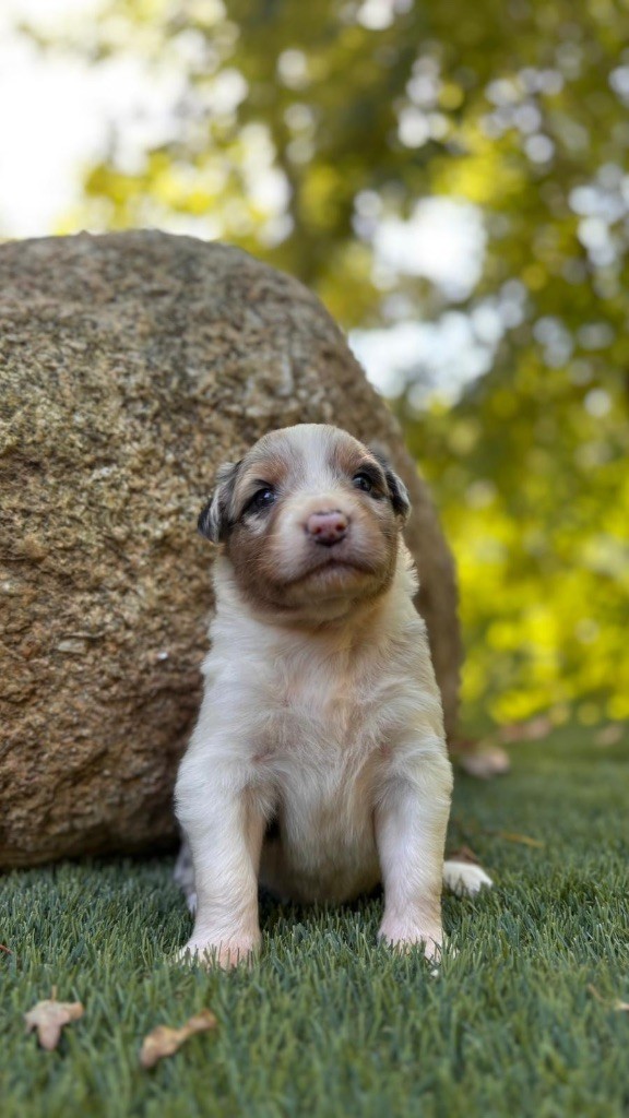 De La Vallée De Quezacs - Chiots disponibles - Berger Australien