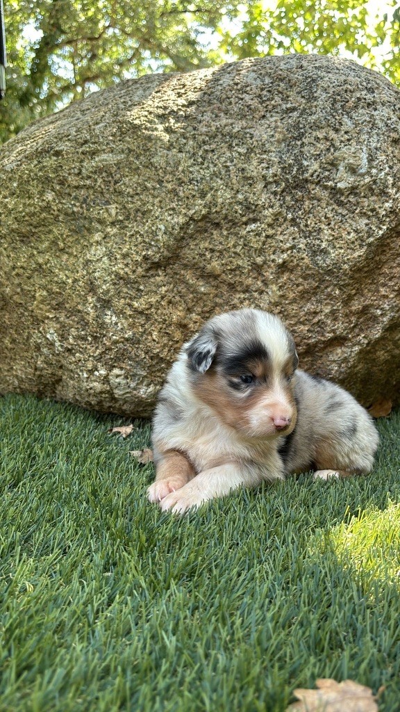 De La Vallée De Quezacs - Chiots disponibles - Berger Australien