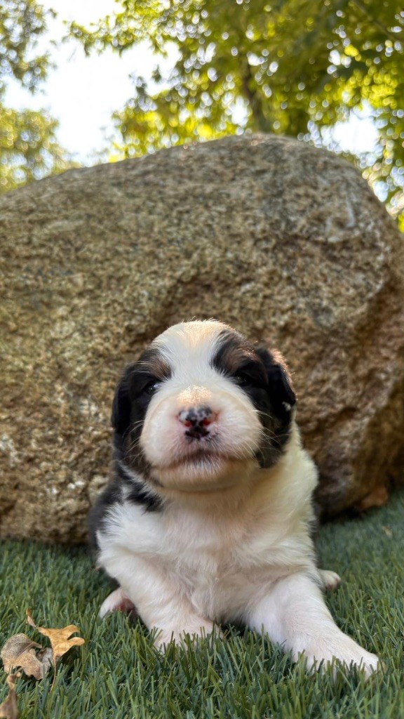De La Vallée De Quezacs - Chiots disponibles - Berger Australien