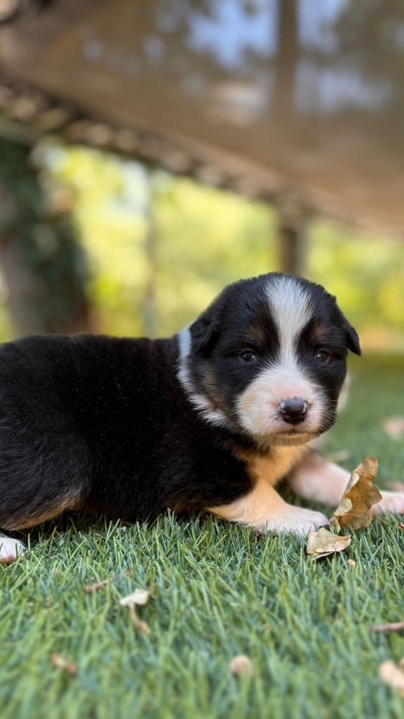 De La Vallée De Quezacs - Chiots disponibles - Berger Australien
