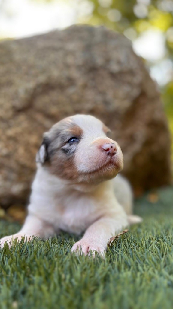 De La Vallée De Quezacs - Chiots disponibles - Berger Australien