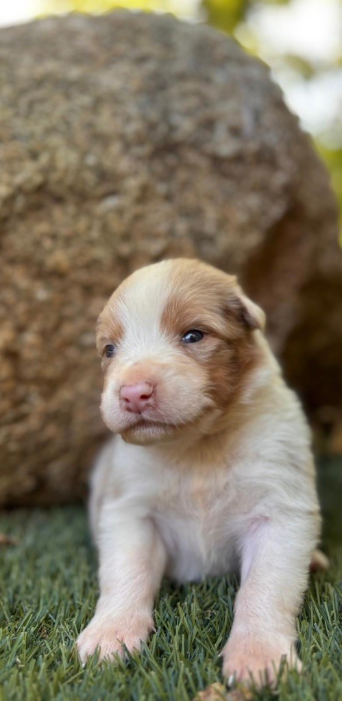 De La Vallée De Quezacs - Chiots disponibles - Berger Australien