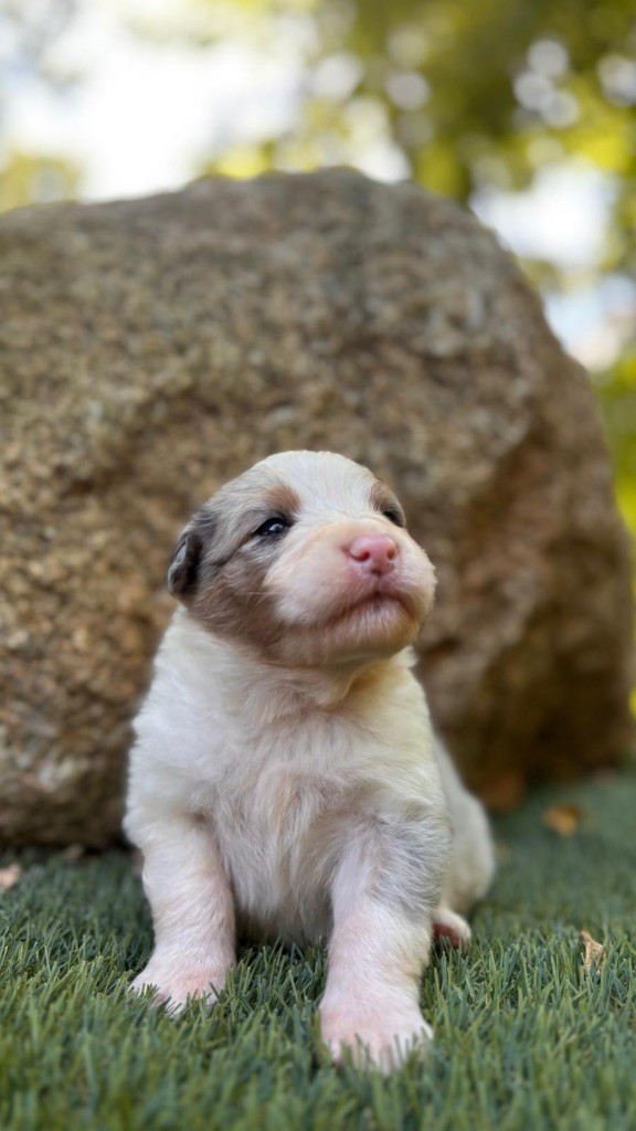 De La Vallée De Quezacs - Chiots disponibles - Berger Australien