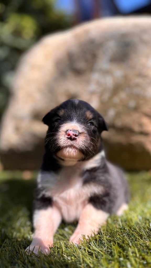 De La Vallée De Quezacs - Chiots disponibles - Berger Australien