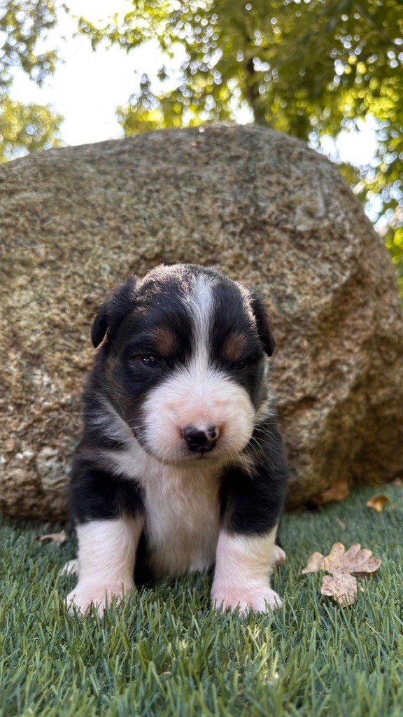 De La Vallée De Quezacs - Chiots disponibles - Berger Australien